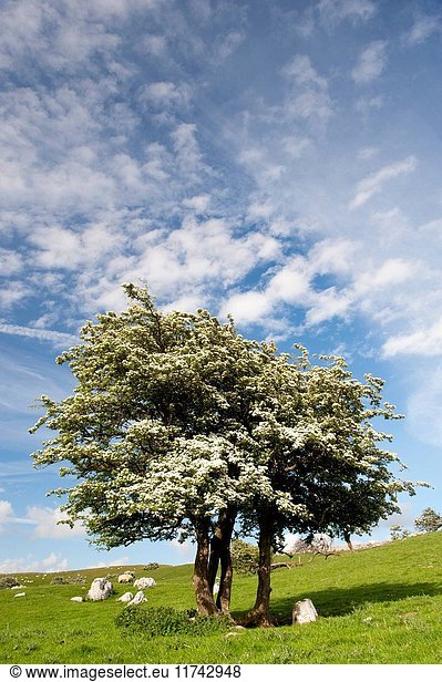 Gnarled Hawthorn tree in blossom,  in a upland limestone pasture,  with a dramtic sky. Cumbria,  UK. (Photo by: Wayne Hutchinson/Farm Images/UIG)