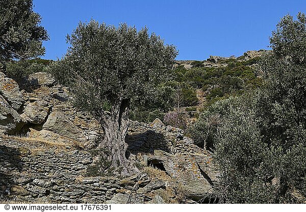 Gnarled olive trees  olive grove  stone walls  blue cloudless sky  west coast  Andros Island  Cyclades  Greece  Europe