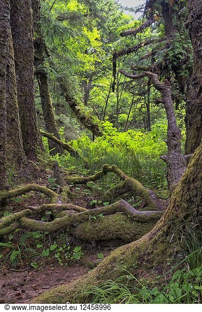 Gnarly limbs and bare roots in Fern Canyon forest  Prarie Creek Redwoods State Park  California  USA.