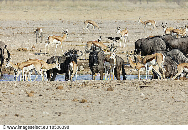 Gnus and Steenboks at Etosha National Park  Namibia  Africa