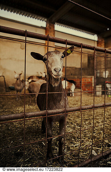 Goat in stable looking at camera