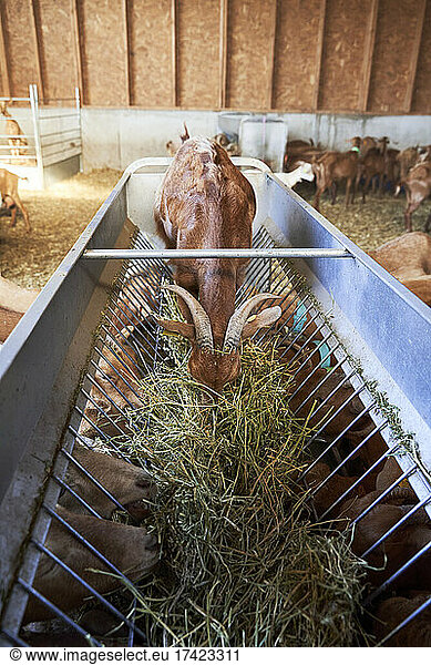 Goat inside of feeder grazing at farm