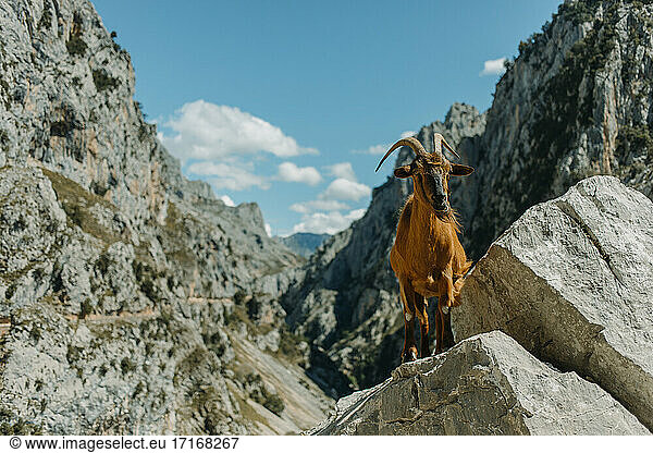 Goat standing on rock against mountain at Cares Trail in Picos De Europe National Park  Asturias  Spain