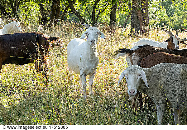 Goats and sheep grazing outdoors