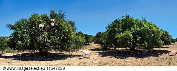 Goats feeding on Argan nuts in an Argon tree. Near Essouira  Morocco.