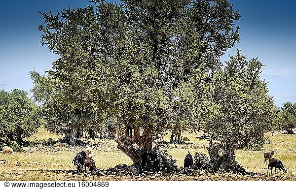Goats grazing around and from Argan trees on the plain south of the High Atlas Mountains  Morocco  North Africa.