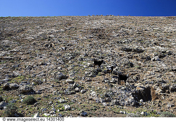 Goats on the slopes of Caldera Montana Blanca  Volcanos Natural Park  Lanzarote  Canary Islands  Spain  Europe