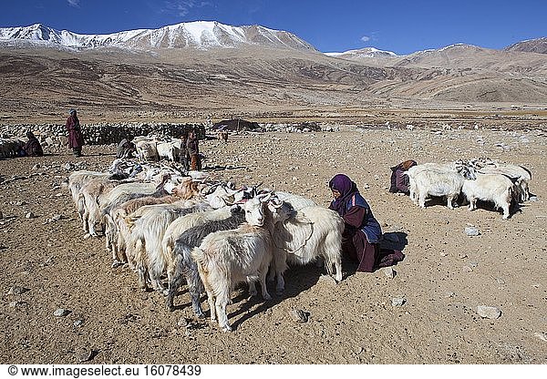 Goats Pashmina milking  Surroundings of Korzok  Leh  Ladakh  Himalaya  India