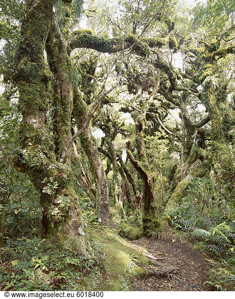 Goblin-Wald  Kamahibaum Wald  Dawson fällt weg  Mount Egmont-Nationalpark  Taranaki  Nordinsel  Neuseeland  Pazifik
