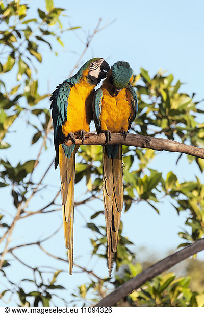 Gold and Blue Macaw (Ara ararauna) perching on tree branch  Orinoco Delta  Venezuela