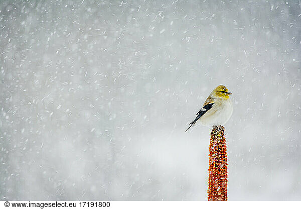 Gold Finch Sitting on the Top of a Corn Cob on a Snowy Afternoon
