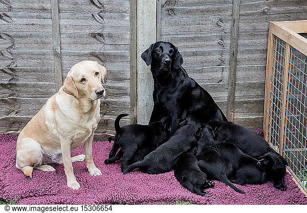 Golden and Black Labrador with group of puppies.