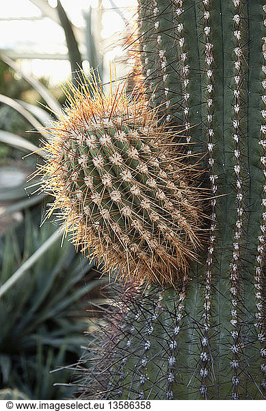 Golden barrel cactus  Echinocactus grusonii  Cropped shot backlit by the evening sun.