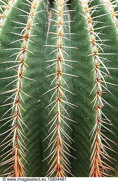 Golden Barrel Cactus oder (Echinocactus grusonii)  Kaktus  Stacheln  Detailansicht  Botanischer Garten  Dahlem  Berlin  Deutschland  Europa