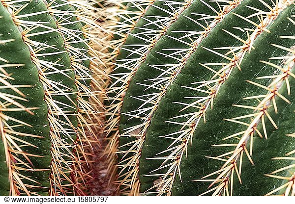 Golden Barrel Cactus oder (Echinocactus grusonii)  Kaktus  Stacheln  Detailansicht  Botanischer Garten  Dahlem  Berlin  Deutschland  Europa