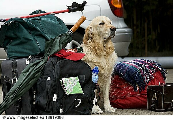 Golden domestic dog (Canis lupus familiaris) guards luggage