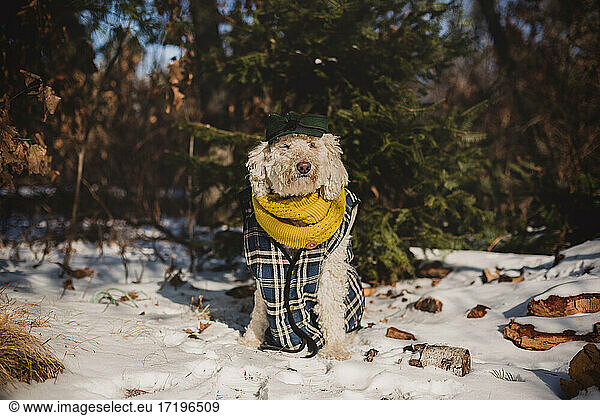 golden doodle dog in winter clothes
