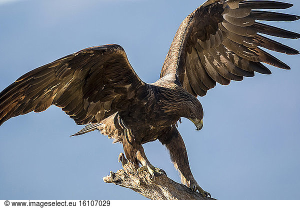 Golden Eagle (Aquila chrysaetos)  Guadarrama National Park (Spain)