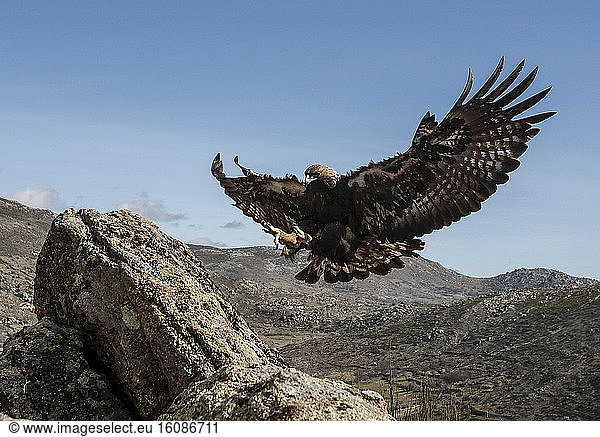 Golden Eagle (Aquila chrysaetos) landing on rock  Spain