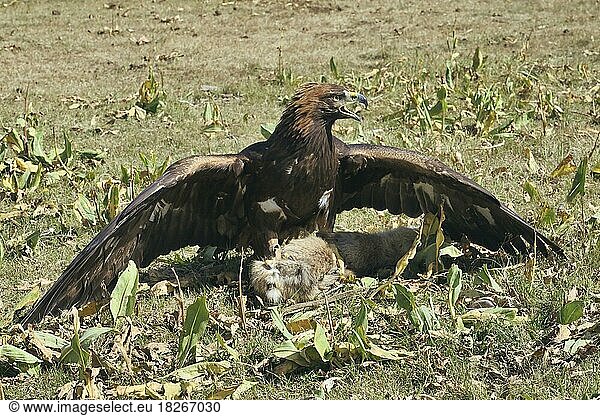 Golden Eagle (Aquila chrysaetos) on a prey  Song kol lake  Naryn region  Kyrgyzstan  Asia