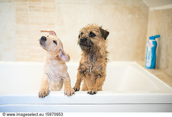Golden Labrador puppy in the bath with a Border Terrier  United Kingdom  Europe