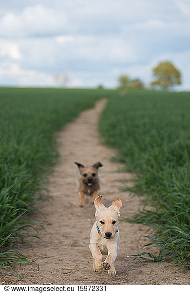 Golden Labrador puppy playing with a Border Terrier in a field  United Kingdom  Europe