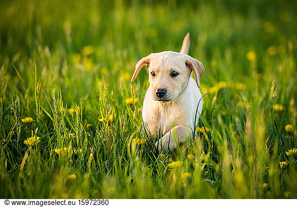 Golden Labrador Puppy running through a field of daisies  United Kingdom  Europe