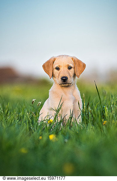 Golden Labrador puppy sitting in a field of buttercups  United Kingdom  Europe