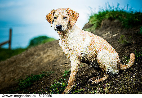 Golden Labrador puppy sitting with the sea in the background  United Kingdom  Europe