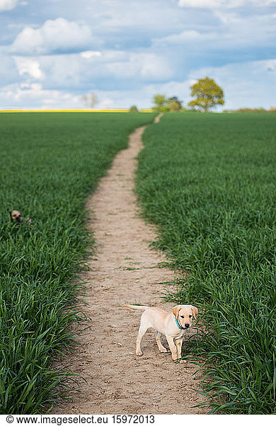 Golden Labrador puppy standing in a field United Kingdom Europe