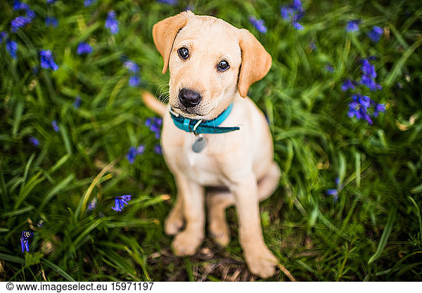 Golden Labrador puppy with blue collar sitting in the bluebells  United Kingdom  Europe