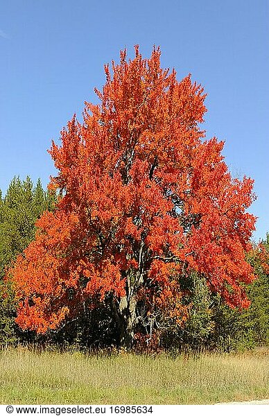 Golden Maple Baum Herbst Herbstfarben Michigan obere Halbinsel Manistique Michigan.