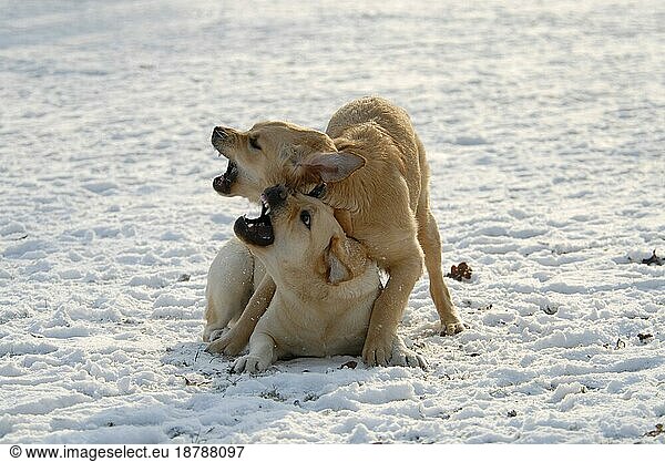 Golden Retriever  Labrador  domestic dogs (canis lupus familiaris)  playing  snow  winter  snowy  snowy  movement  playing  motion  action  fun  dog  dogs  hound  domestic animals  pets  pets