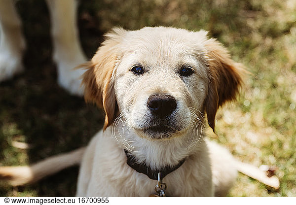 Golden Retriever Labrador Puppy Headshot