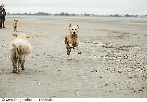 Golden retriever labrador running towards camera on the beach