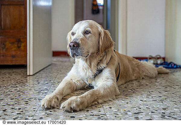 Golden Retriever lying on floor at home