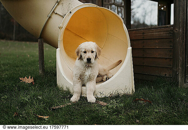 Golden retriever puppy sitting in slide at meadow