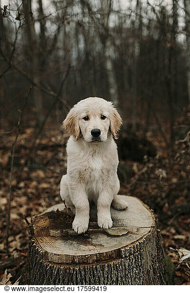 Golden retriever puppy sitting on tree stump