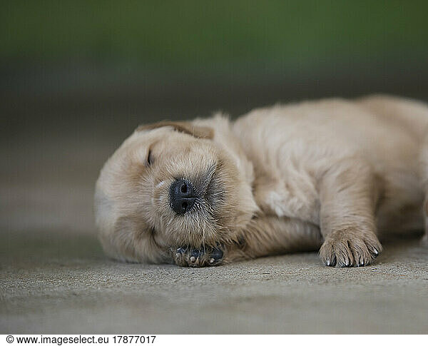 Golden Retriever puppy sleeping on ground