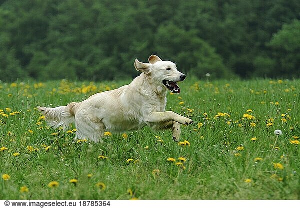 Golden Retriever  running across a meadow with flowering dandelion  FCI Standard No. 111  running across a meadow with flowering domestic dog (canis lupus familiaris)
