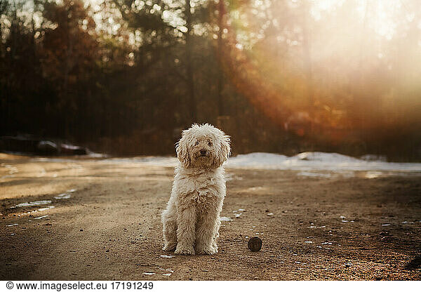 Goldendoodle dog always waiting to play ball