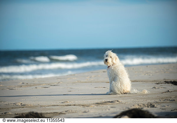 Goldendoodle dog sitting on beach