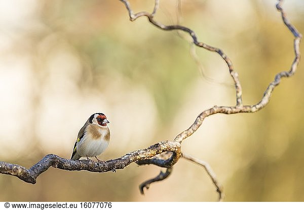 Goldfinch on branch of willow in winter  France