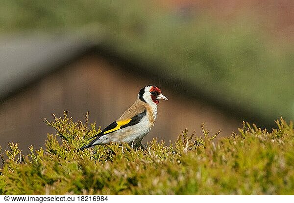 Goldfinch sitting on garden hedge looking right