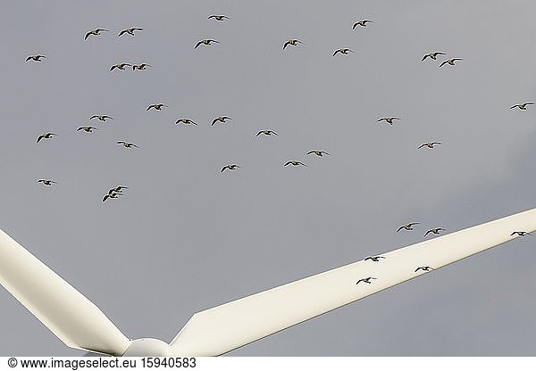 Goldregenpfeifer (Pluvialis apricaria)  Vogelschar im Flug über den Flügeln einer Windkraftanlage  Bredstedt  Schleswig-Holstein  Deutschland  Europa