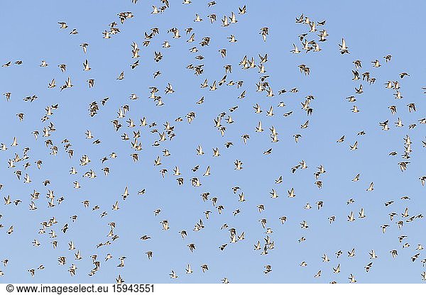 Goldregenpfeifer (Pluvialis apricaria)  Vogelschar im Flug  Naturerlebnispfad Langwarder Groden  Langwarden  Halbinsel Butjadingen  Niedersachsen  Deutschland  Europa