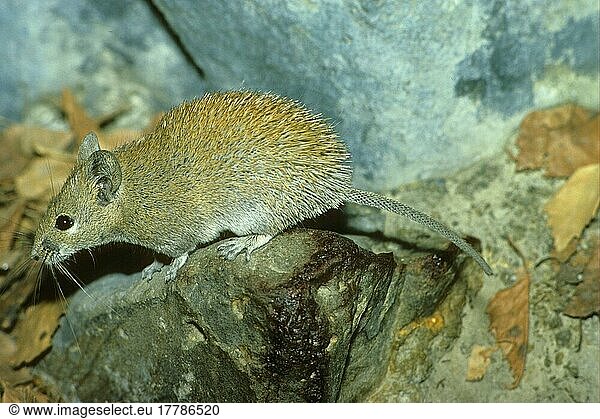 Goldstachelmaus  Goldstachelmäuse  Mäuse  Maus  Nagetiere  Säugetiere  Tiere  Golden Spiny Mouse (Acomys russatus)