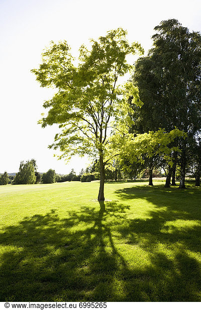 Golfplatz  Baum  Deutschland  Nordrhein-Westfalen