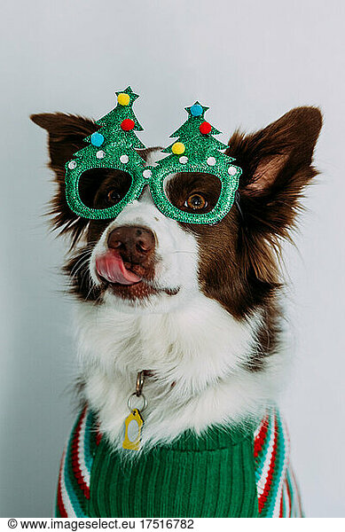 Goofy dog wearing christmas glasses