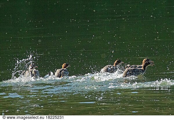 Goosander five fledglings running in water with water splash seen on the right